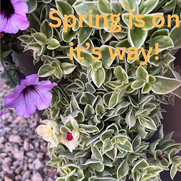 Other - Think spring!